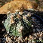 Collecion de margim02