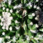 Mammillaria knippeliana