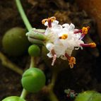 Collecion de margim02