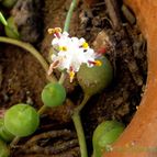 Collecion de margim02