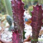 Collecion de margim02