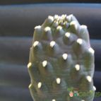 Collecion de margim02