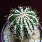 Collecion de margim02