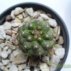 Collecion de margim02