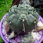 Collecion de margim02
