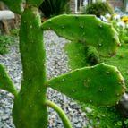 Collecion de margim02