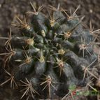 Collecion de mariaantonieta