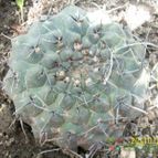 Collecion de mariale