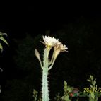 Cereus aethiops