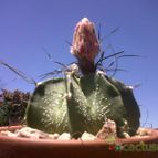 Collecion de mariamig