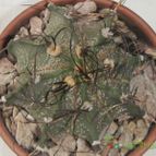 Collecion de mariamig