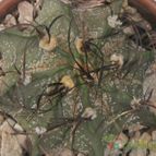 Collecion de mariamig