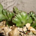 Euphorbia lactea fma. crestada