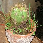 Echinopsis atacamensis ssp. pasacana