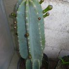 Cereus hildmannianus