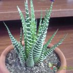 Collecion de matimaipu