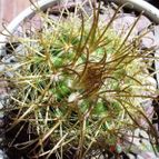 Collecion de mauric3