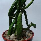 Collecion de mauridr
