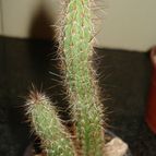Collecion de mauridr