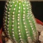 Collecion de mauridr