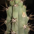 Collecion de mauridr
