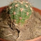 Collecion de mauridr
