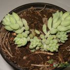 Collecion de mauridr