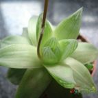 Collecion de mauridr