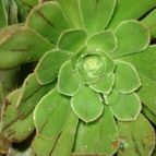 Collecion de mauridr