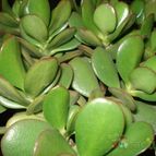 Collecion de mauridr