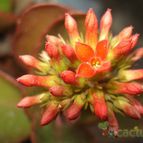 Collecion de mauridr