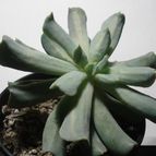 Collecion de mauridr