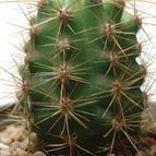 Collecion de mauridr