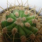 Collecion de mauridr