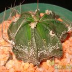 Collecion de mauridr