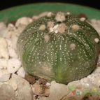 Collecion de mauridr