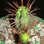 Collecion de mauridr