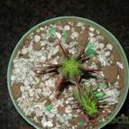 Collecion de mauridr