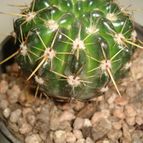 Collecion de mauridr