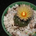 Collecion de mauridr