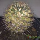 Collecion de mauridr