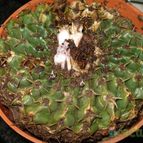 Collecion de mauridr