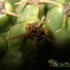 Collecion de mauridr