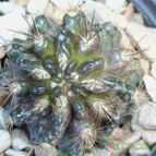 Collecion de maya