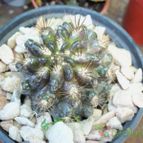 Collecion de maya