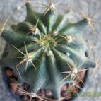 Collecion de maya