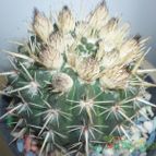Collecion de maya