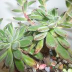 Collecion de maya