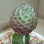Collecion de maya