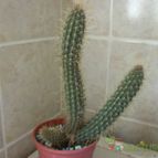 Collecion de maya